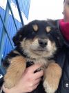 Маленькие, нежные и ласковые щенята в добрые руки
