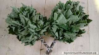 Веники из дуба