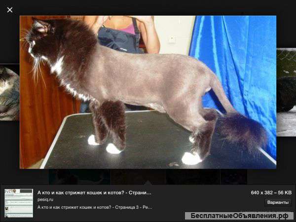 Стрижка собак и кошек