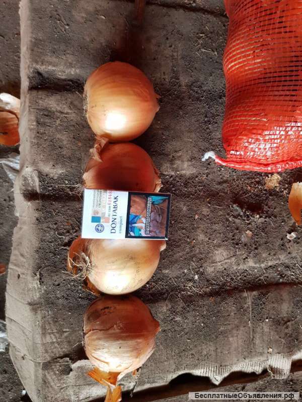 Лук репчатый