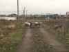 Участок в готовом поселке