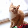 Рыжий красавец сэр Томас ищет дом