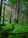 Участок, Рассоха, 9 соток