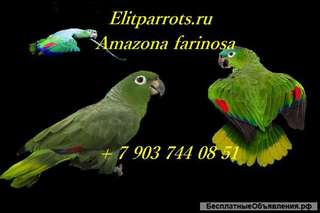 Амазон мюллера (amazona farinosa) - птенцы выкормыши из питомника