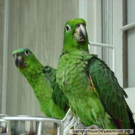 Амазон мюллера (amazona farinosa) - птенцы выкормыши из питомника