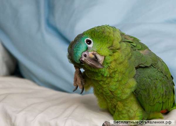 Амазон мюллера (amazona farinosa) - птенцы выкормыши из питомника