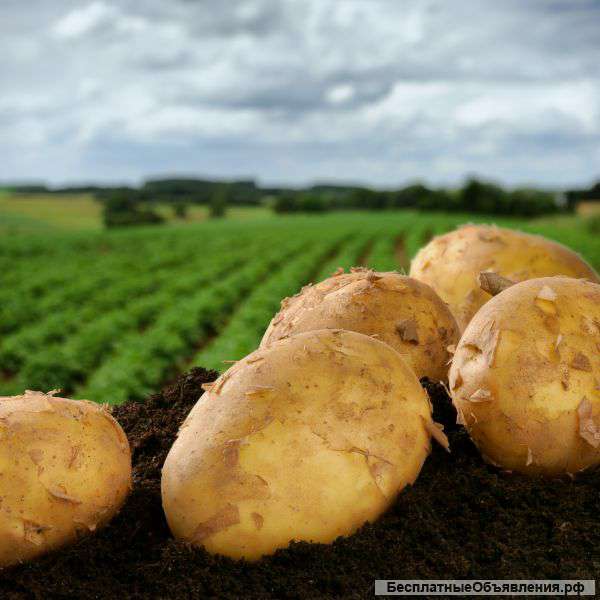 Картофель оптом от 1 тонны с бесплатной доставкой