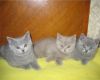 Британские котята