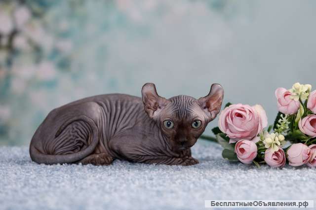 Я настоящий, я - котёнок Эльф, бамбино, сфинкс