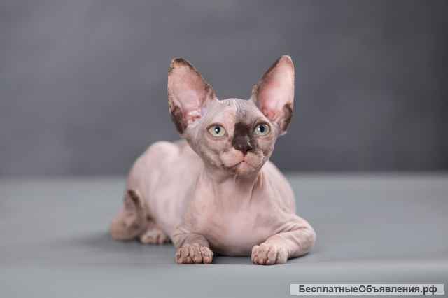 Я настоящий, я - котёнок Эльф, бамбино, сфинкс