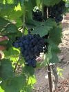 Виноград