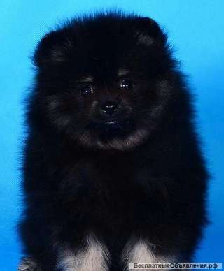 Шпиц Щенки