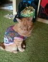 Особенный котик Лев разыскивает самые ответственные руки