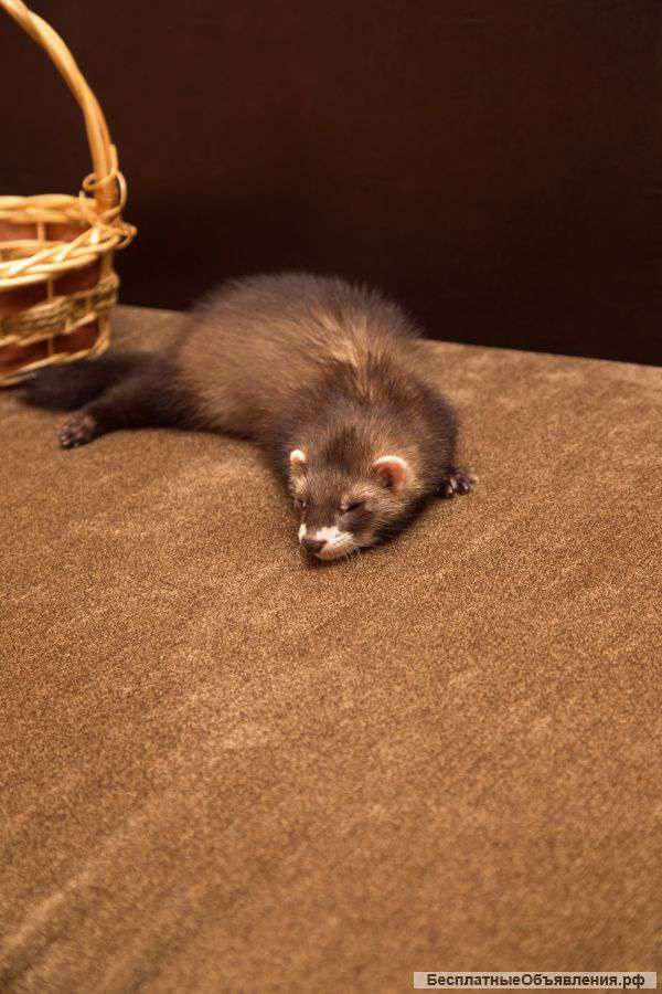 Продаются хорьки от Клуба "Русский Хорек"