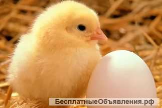 Инкубационное яйцо из Европы и России