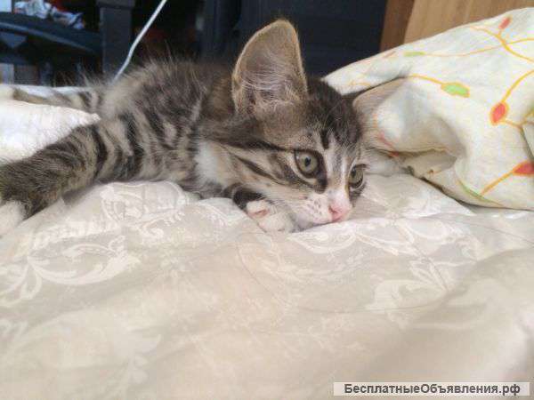 Отдам котёнка даром