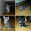 Отдам в добрые руки маленького ласкового котенка