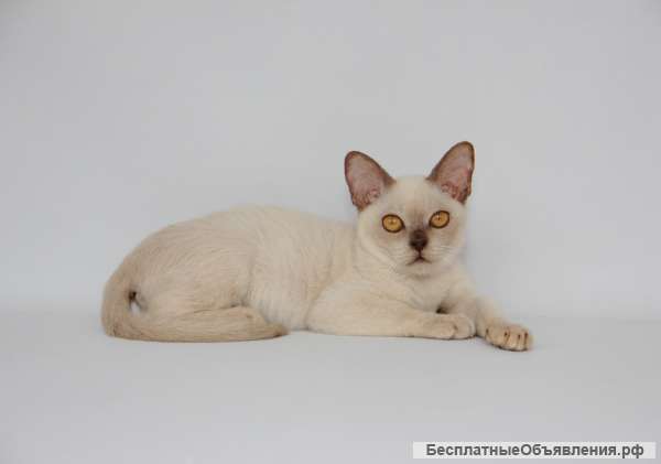 Бурманская шоколадная кошечка