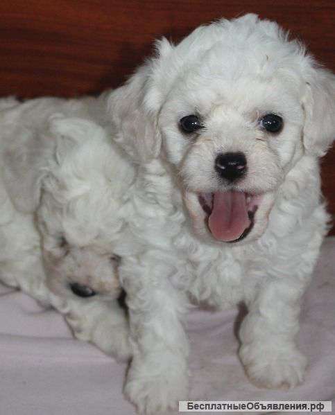 Бишон фризе. Щенки.