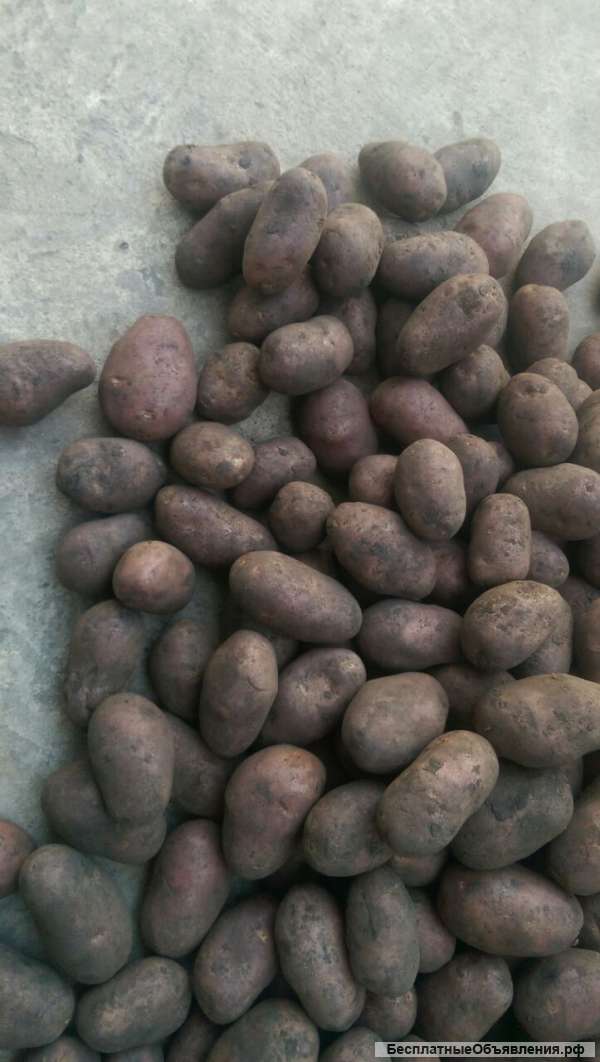 Картофель Ред Скарлет красная калибр 4.8-6