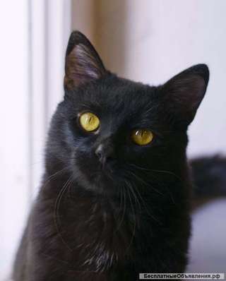 Ищет дом милый котик Котя