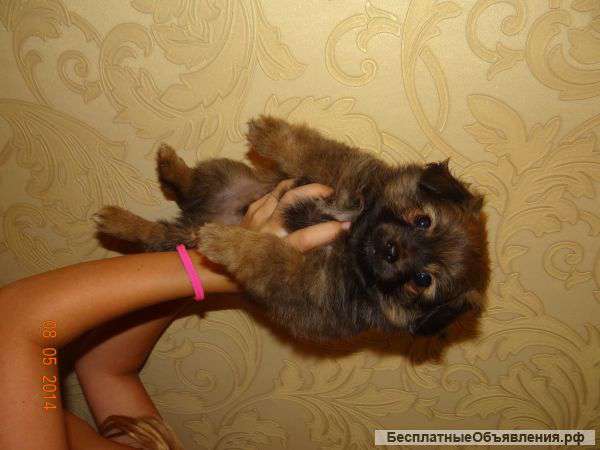 Продам щенка мальчика