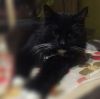Красавец-Кот годовалый Маркиз для Вас
