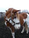 Лошадь