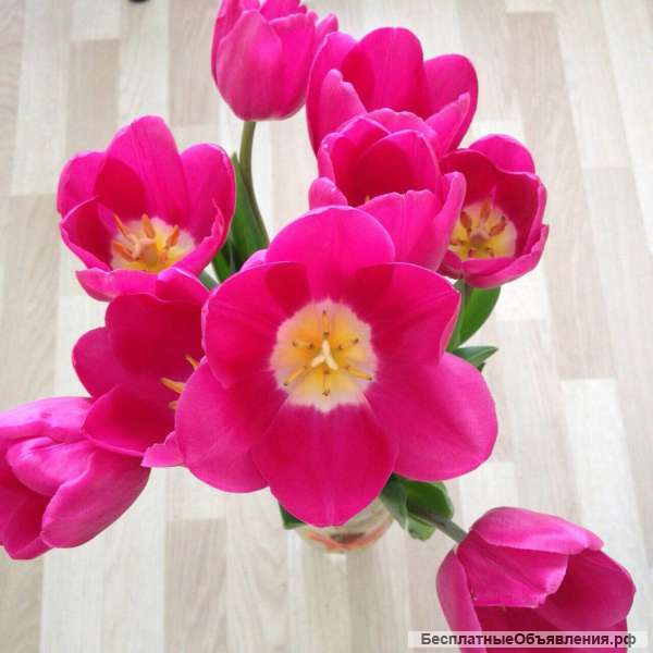 Крупные тюльпаны оптом по низкой цене с доставкой