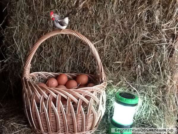 Яйцо куриное деревенское