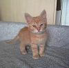 Котёнок рыжик