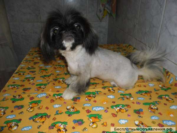 Зоосалон "DOG THE WINNER"