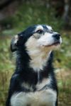 Нежная звездочка Дейзи в добрые руки