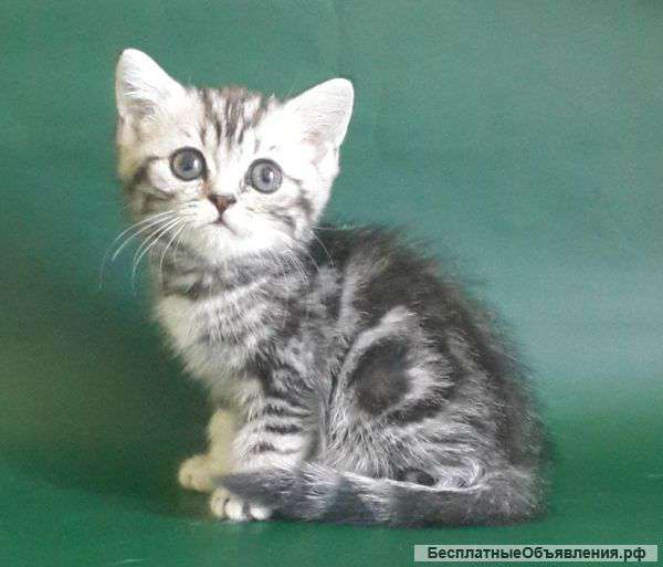 Британская мраморная кошечка