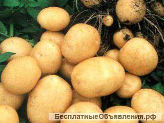 Картофель от производителя