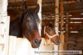 Работники на конюшню (Польша)