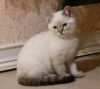Шотландские котик