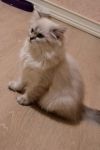 Шотландская кошечка хайленд страйт
