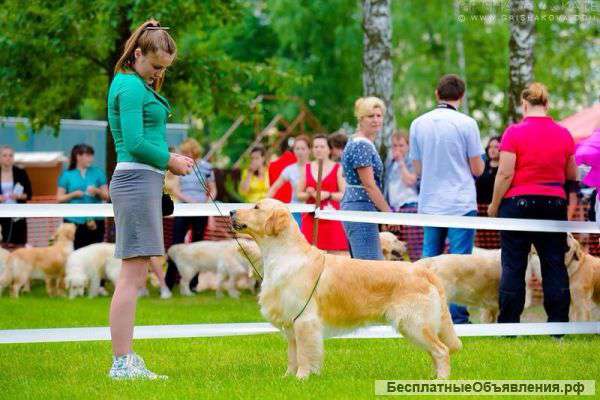 Золотистый ретривер