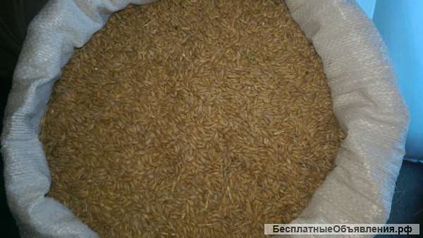 Зерно пшеницы оптом от производителя