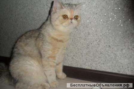 Экзотическую короткошерстную кошечку 2 года,серебристую черепашку