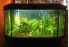 Продам аквариум 530 литров (угловой) с тумбой, рыбами, много растений