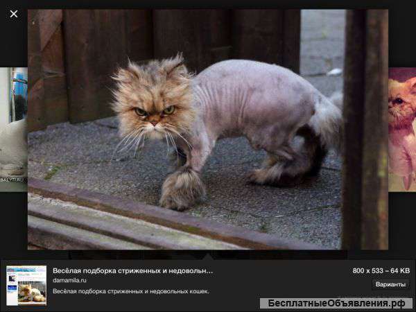 Стрижка котов и собак