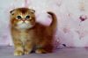 Котик самого редкого окраса