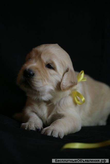 Щенки голден ретривера