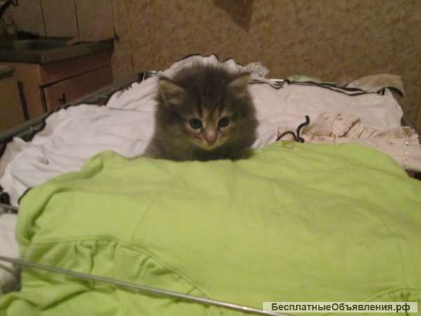 Котёнок красивый и пушистый в добрые руки