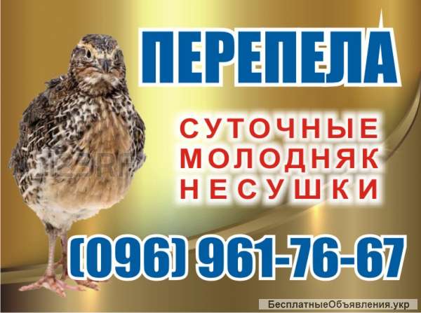Перепелки. Суточные, молодняк, несушки