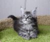 Котята мейн кун
