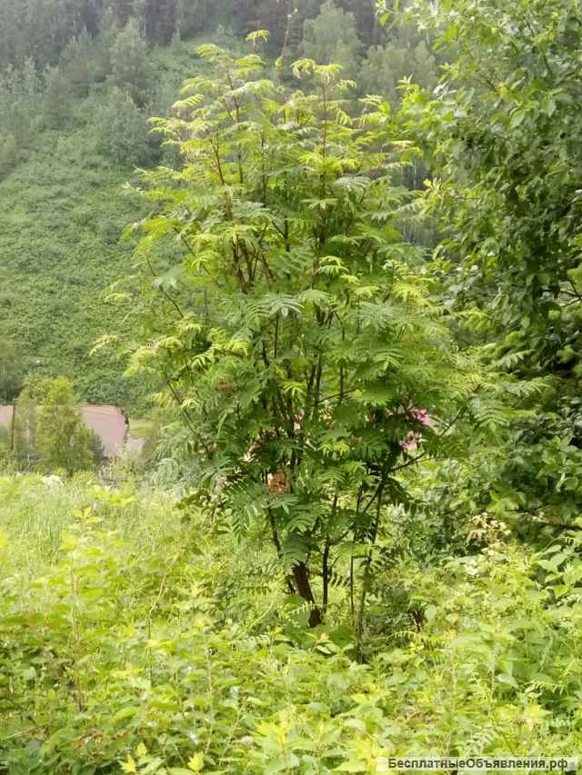 Саженцы лиственных деревьев