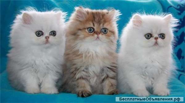 Котята отдам в добрые руки